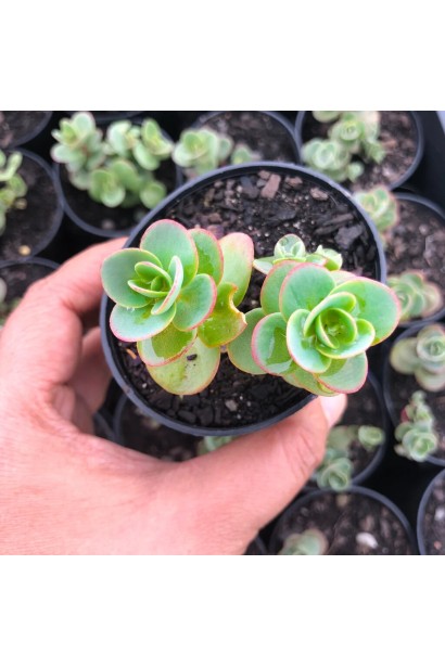 Очиток SunSparkler®